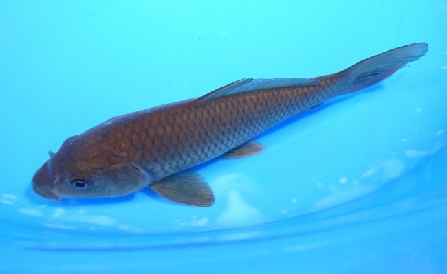 錦屋養鯉場　茶鯉　16cm　錦鯉販売　通信販売　錦屋養鯉場