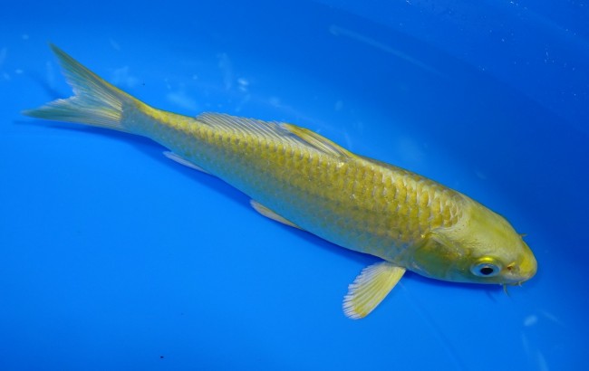 黄金 16cm 錦屋養鯉場 黄金 16cm 錦屋養鯉場 錦鯉販売 通信販売