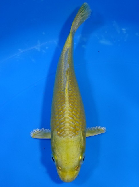 黄金 16cm 錦屋養鯉場 黄金 16cm 錦屋養鯉場 錦鯉販売 通信販売