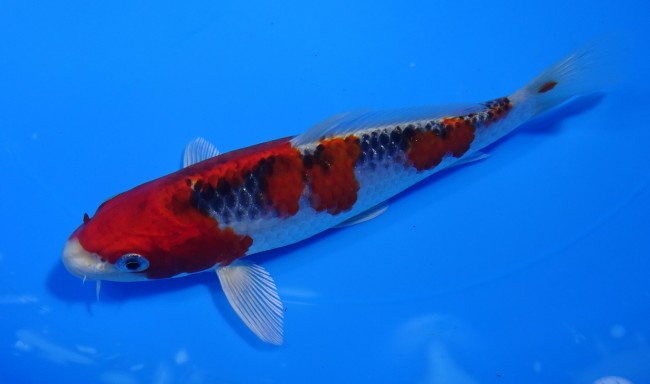 錦屋養鯉場 　紅クジャク黄金　16cm　 錦鯉販売　通信販売　錦屋養鯉場