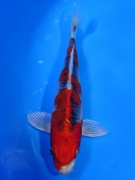 　紅クジャク黄金　16cm　 