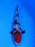  　ダイヤ銀鱗 昭和三色　15cm　 