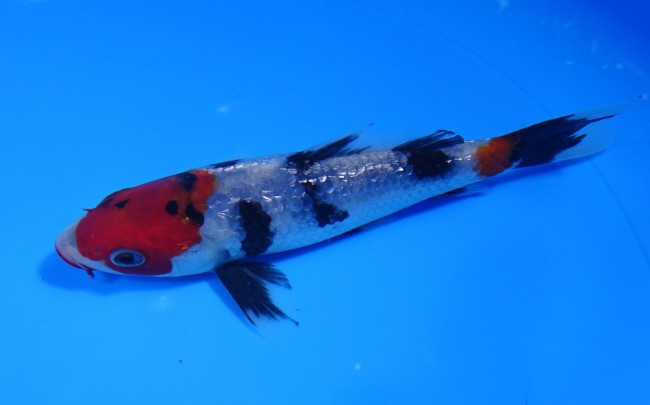 ダイヤ銀鱗 昭和三色 15cm 錦屋養鯉場 ダイヤ銀鱗 昭和三色 15cm 錦鯉販売 通信販売 錦屋養鯉場