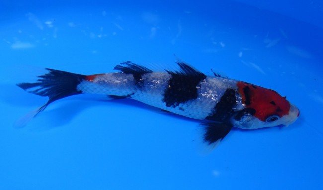 ダイヤ銀鱗 昭和三色 15cm 錦屋養鯉場 ダイヤ銀鱗 昭和三色 15cm 錦鯉販売 通信販売 錦屋養鯉場