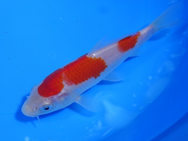 錦屋養鯉場 　紅白　15cm　 錦鯉販売　通信販売　錦屋養鯉場