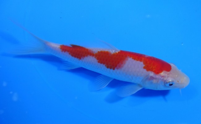 錦屋養鯉場 　紅白　15cm　 錦鯉販売　通信販売　錦屋養鯉場