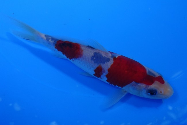 錦屋養鯉場 　大正三色　15cm　 錦鯉販売　通信販売　錦屋養鯉場