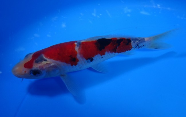 錦屋養鯉場 　大正三色　15cm　 錦鯉販売　通信販売　錦屋養鯉場