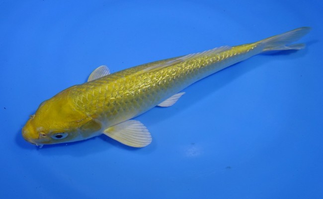 錦屋養鯉場 　ダイヤ銀鱗 山吹黄金　25cm 　錦屋養鯉場 　錦鯉販売　通信販売
