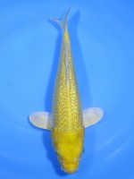  　ダイヤ銀鱗 山吹黄金　25cm 　