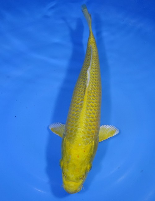 黄金 29cm 錦屋養鯉場 黄金 29cm 錦屋養鯉場 錦鯉販売 通信販売