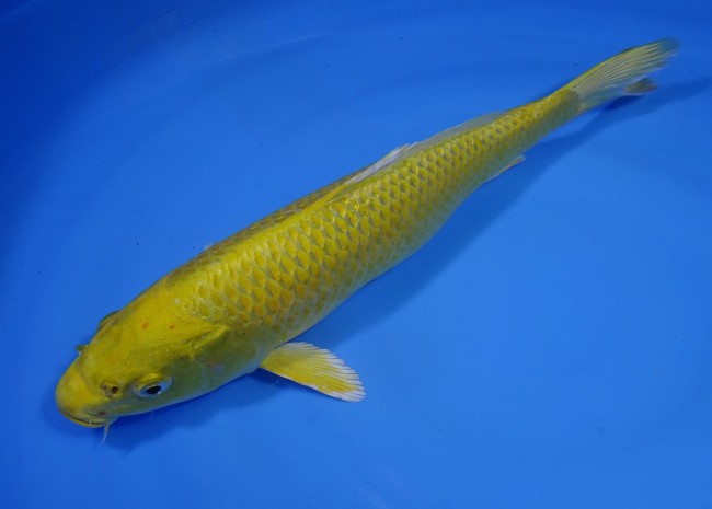 黄金 29cm 錦屋養鯉場 黄金 29cm 錦屋養鯉場 錦鯉販売 通信販売