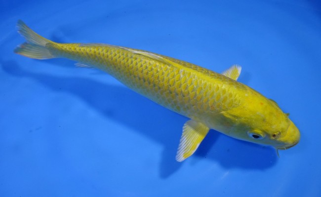 黄金 29cm 錦屋養鯉場 黄金 29cm 錦屋養鯉場 錦鯉販売 通信販売