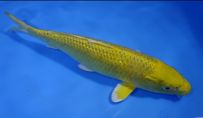 錦屋養鯉場 　ダイヤ銀鱗 黄金　28cm 　錦屋養鯉場 　錦鯉販売　通信販売