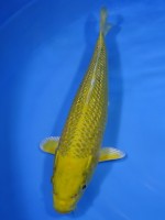  　ダイヤ銀鱗 黄金　28cm 　