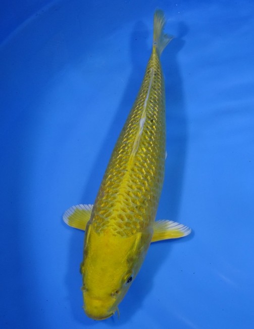 錦屋養鯉場 　ダイヤ銀鱗 黄金　28cm 　錦屋養鯉場 　錦鯉販売　通信販売