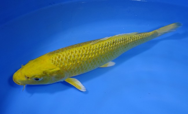 錦屋養鯉場 　ダイヤ銀鱗 黄金　28cm 　錦屋養鯉場 　錦鯉販売　通信販売