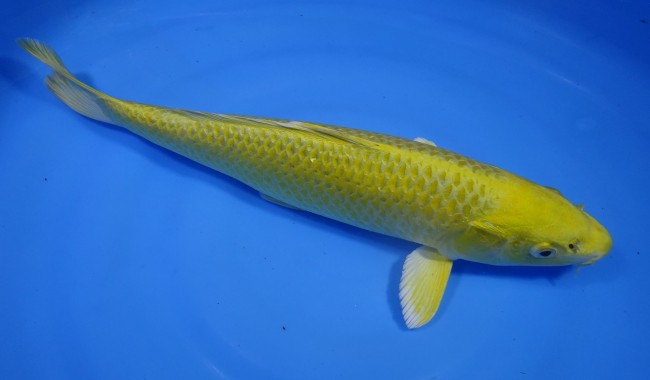 黄金 33cm 錦屋養鯉場 黄金 33cm 錦屋養鯉場 錦鯉販売 通信販売