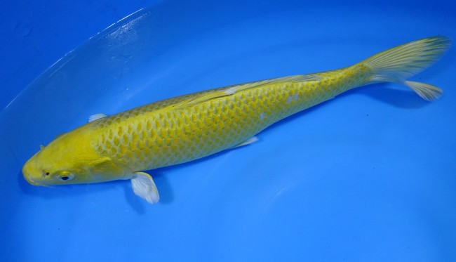 黄金 33cm 錦屋養鯉場 黄金 33cm 錦屋養鯉場 錦鯉販売 通信販売