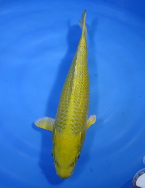 黄金 33cm 錦屋養鯉場 黄金 33cm 錦屋養鯉場 錦鯉販売 通信販売