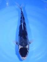  　丸天 春雷　38cm 　