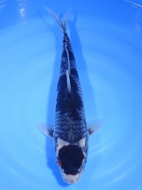 丹頂 春雷 38cm 錦屋養鯉場 丹頂 春雷 38cm 錦鯉販売 通信販売 錦屋養鯉場