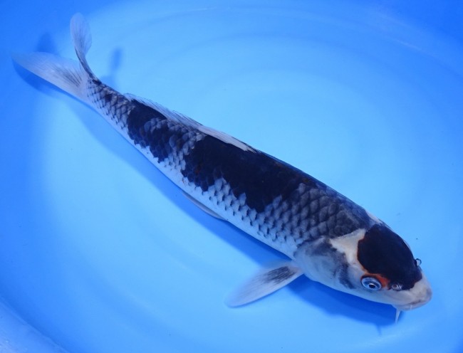 丹頂 春雷 38cm 錦屋養鯉場 丹頂 春雷 38cm 錦鯉販売 通信販売 錦屋養鯉場