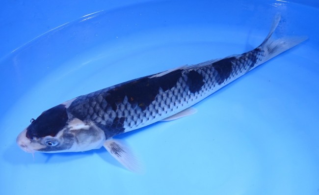 丹頂 春雷 38cm 錦屋養鯉場 丹頂 春雷 38cm 錦鯉販売 通信販売 錦屋養鯉場