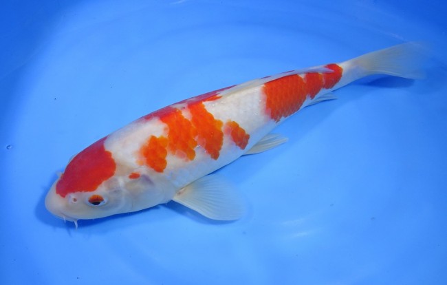 錦屋養鯉場 　紅白　35cm　 錦鯉販売　通信販売　錦屋養鯉場