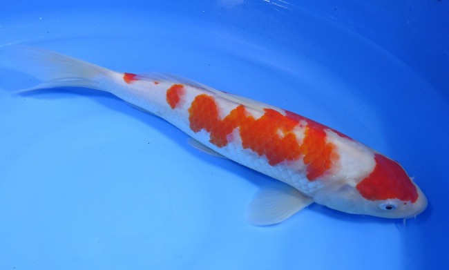 錦屋養鯉場 　紅白　35cm　 錦鯉販売　通信販売　錦屋養鯉場