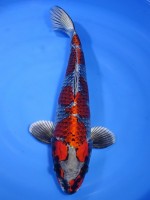 　紅クジャク黄金　35cm　 