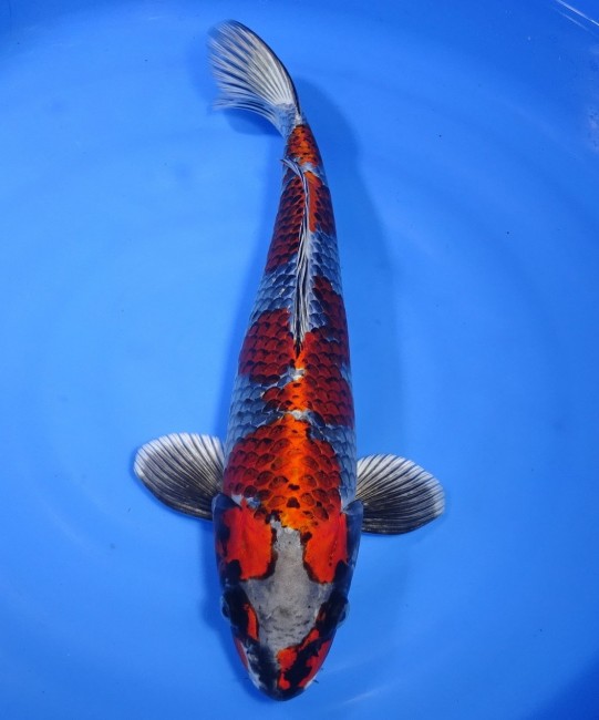 紅クジャク黄金 35cm 錦屋養鯉場 紅クジャク黄金 35cm 錦鯉販売 通信販売 錦屋養鯉場