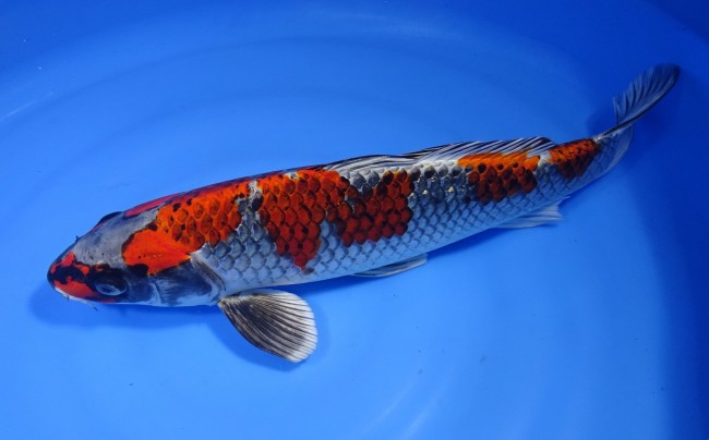 紅クジャク黄金 35cm 錦屋養鯉場 紅クジャク黄金 35cm 錦鯉販売 通信販売 錦屋養鯉場