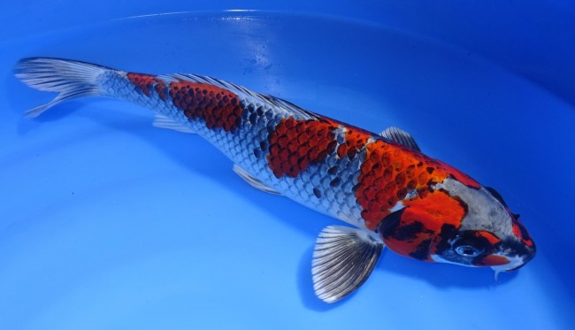 紅クジャク黄金 35cm 錦屋養鯉場 紅クジャク黄金 35cm 錦鯉販売 通信販売 錦屋養鯉場