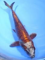 　大鱗  落ち葉 黄金  31cm　