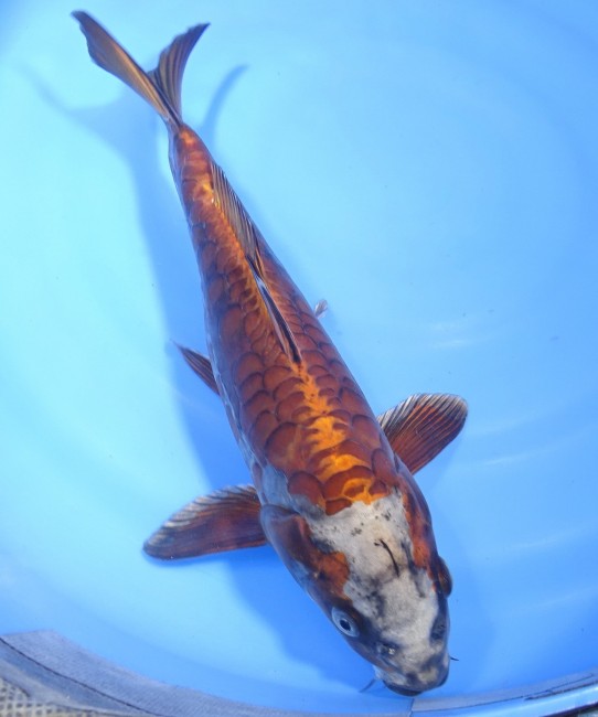 錦屋養鯉場　大鱗落ち葉黄金   31cm　錦鯉販売　通信販売　錦屋養鯉場