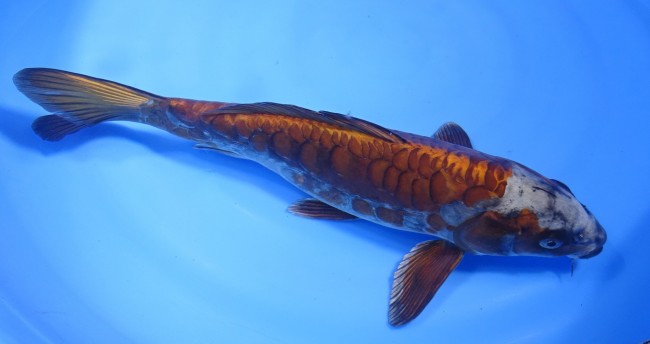 錦屋養鯉場　大鱗落ち葉黄金 31cm　錦鯉販売　通信販売　錦屋養鯉場