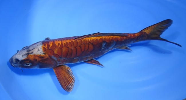 錦屋養鯉場　大鱗 落ち葉 黄金 31cm　錦鯉販売　通信販売　錦屋養鯉場