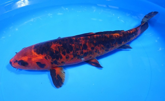 錦屋養鯉場　大鱗 紅墨しぐれ　29cm　錦鯉販売　通信販売　錦屋養鯉場