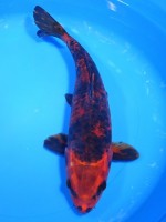 　大鱗 紅墨しぐれ　29cm　