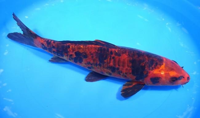 錦屋養鯉場　大鱗 紅墨しぐれ　29cm　錦鯉販売　通信販売　錦屋養鯉場