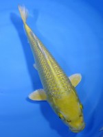  　ダイヤ銀鱗 黄金　37cm 　