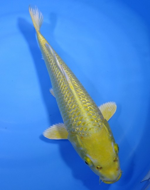 錦屋養鯉場 　ダイヤ銀鱗 山吹黄金　37cm 　錦屋養鯉場 　錦鯉販売　通信販売