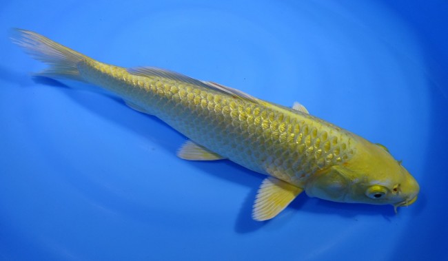 錦屋養鯉場 　ダイヤ銀鱗 山吹黄金　37cm 　錦屋養鯉場 　錦鯉販売　通信販売