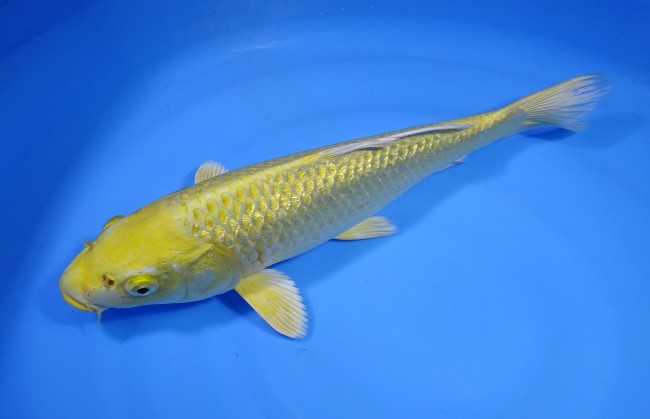 錦屋養鯉場 　ダイヤ銀鱗 山吹黄金　37cm 　錦屋養鯉場 　錦鯉販売　通信販売