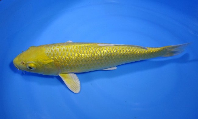 錦屋養鯉場 　ダイヤ銀鱗 黄金　39cm 　錦屋養鯉場 　錦鯉販売　通信販売