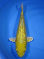  　ダイヤ銀鱗 黄金　39cm 　