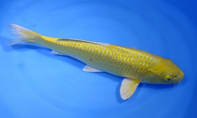 錦屋養鯉場 　ダイヤ銀鱗 黄金　39cm 　錦屋養鯉場 　錦鯉販売　通信販売