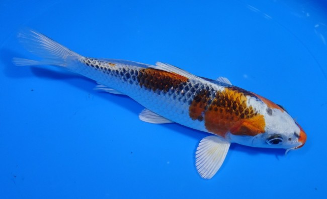 錦屋養鯉場 　クジャク黄金　20cm　 錦鯉販売　通信販売　錦屋養鯉場