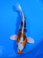 　クジャク黄金　20cm　 